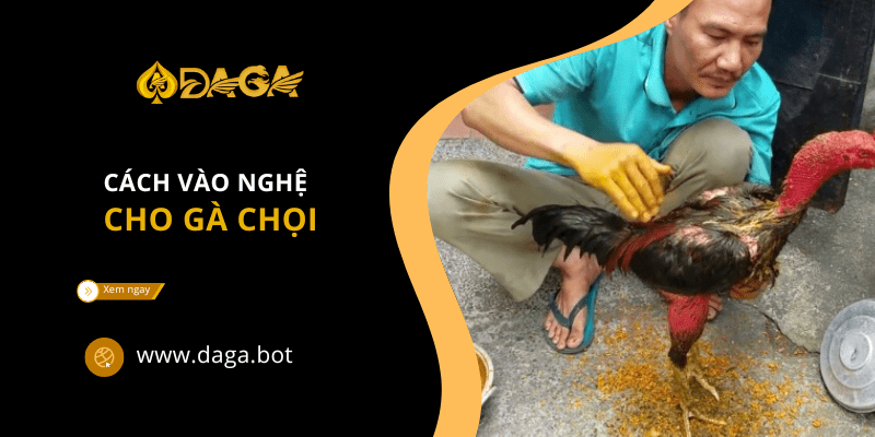 Cách vào nghệ cho gà chọi - Kỹ năng của giới chuyên nghiệp